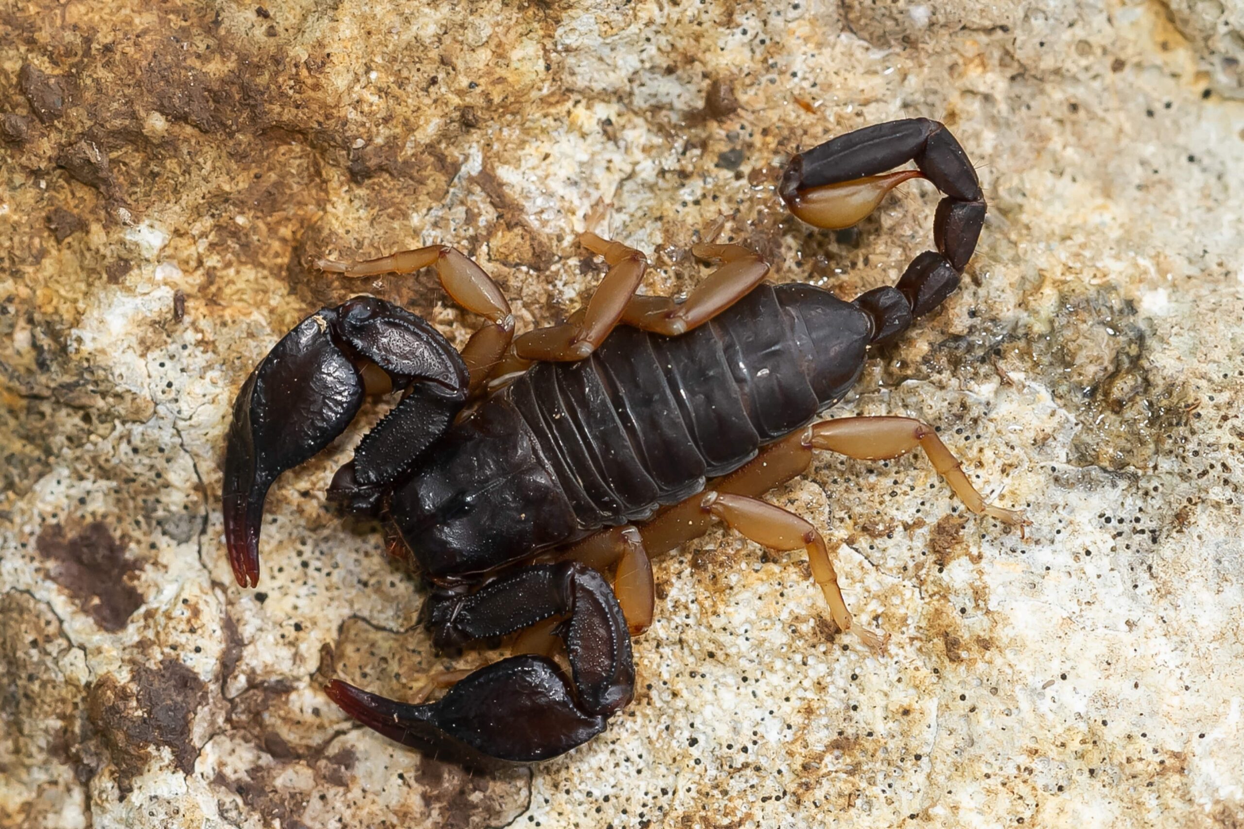 the-maltese-scorpion-euscorpius-sicanus-hunting-min