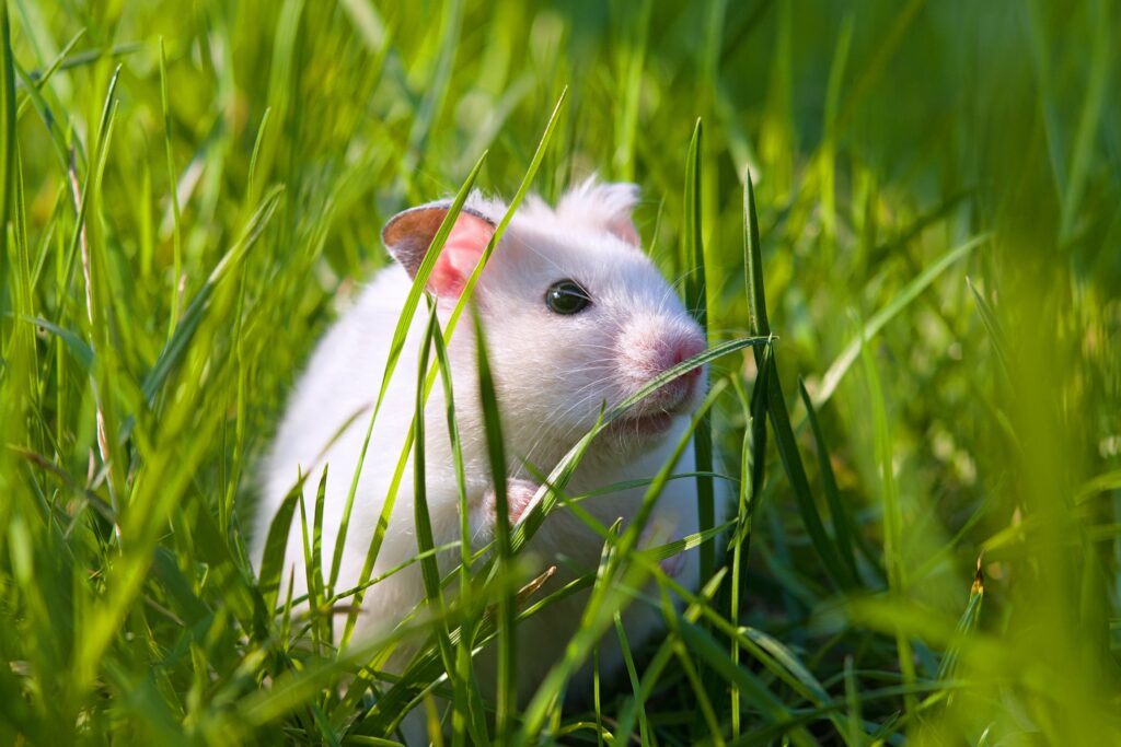 white-hamster-min