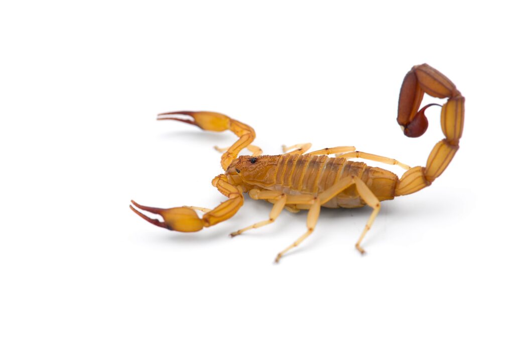 yellow-deadly-dangerous-scorpion-top-view-isolated-min