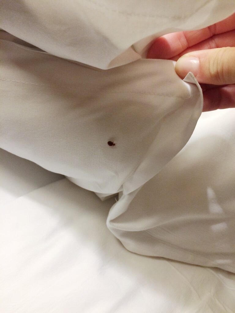 bed-bug-under-the-blanket-min
