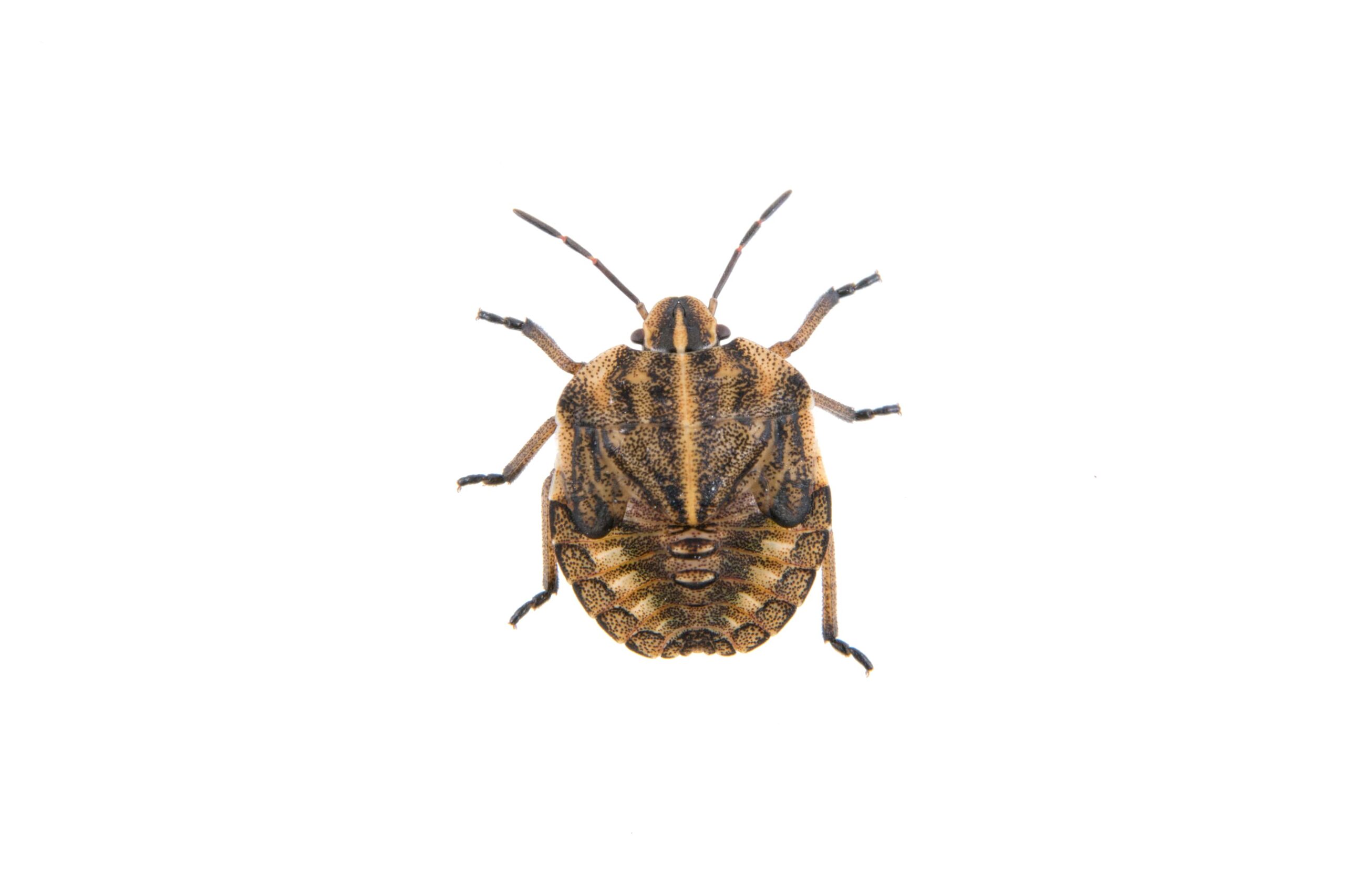 brown-shield-bug-on-a-white-background-min