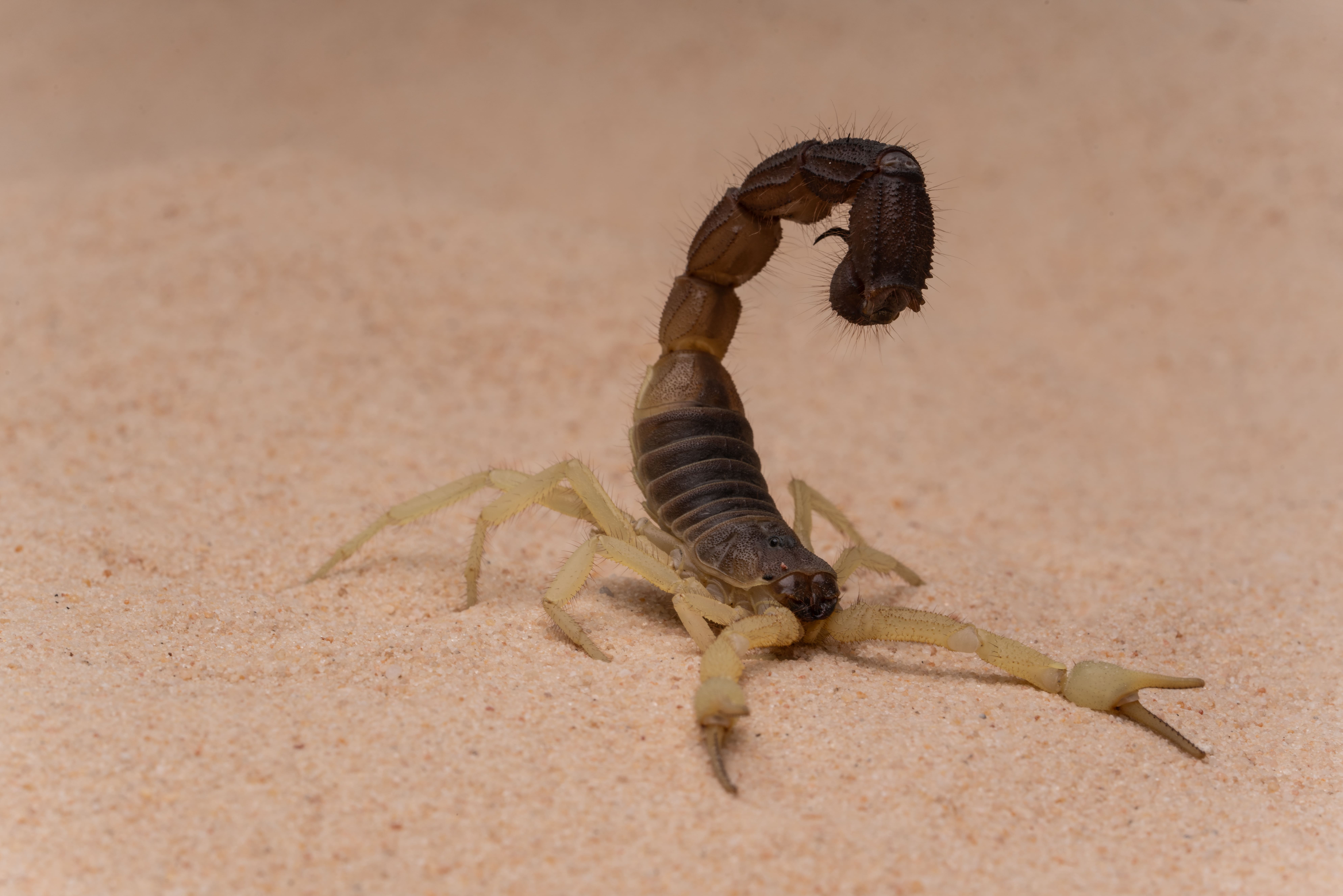 burrowing-thick-tail-scorpion-in-a-sandy-environme-min