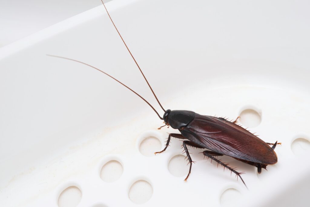 cockroach-min