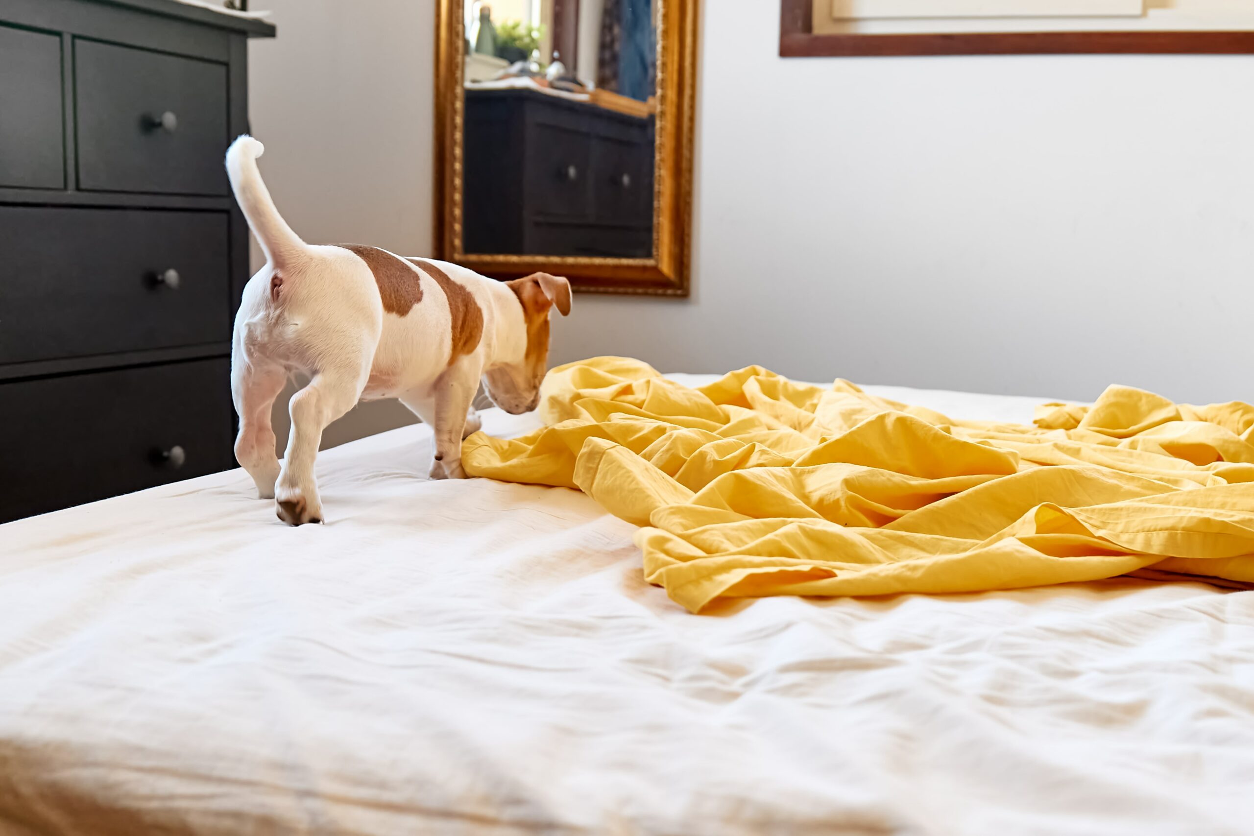 jack-russell-terrier-puppy-playing-on-owner-s-bed-min