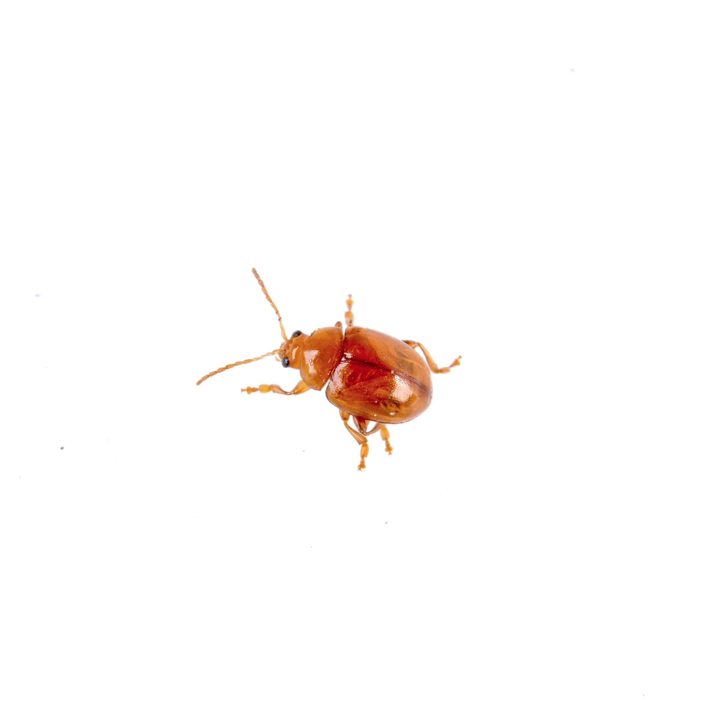 rusty-beetle-on-a-white-background-min