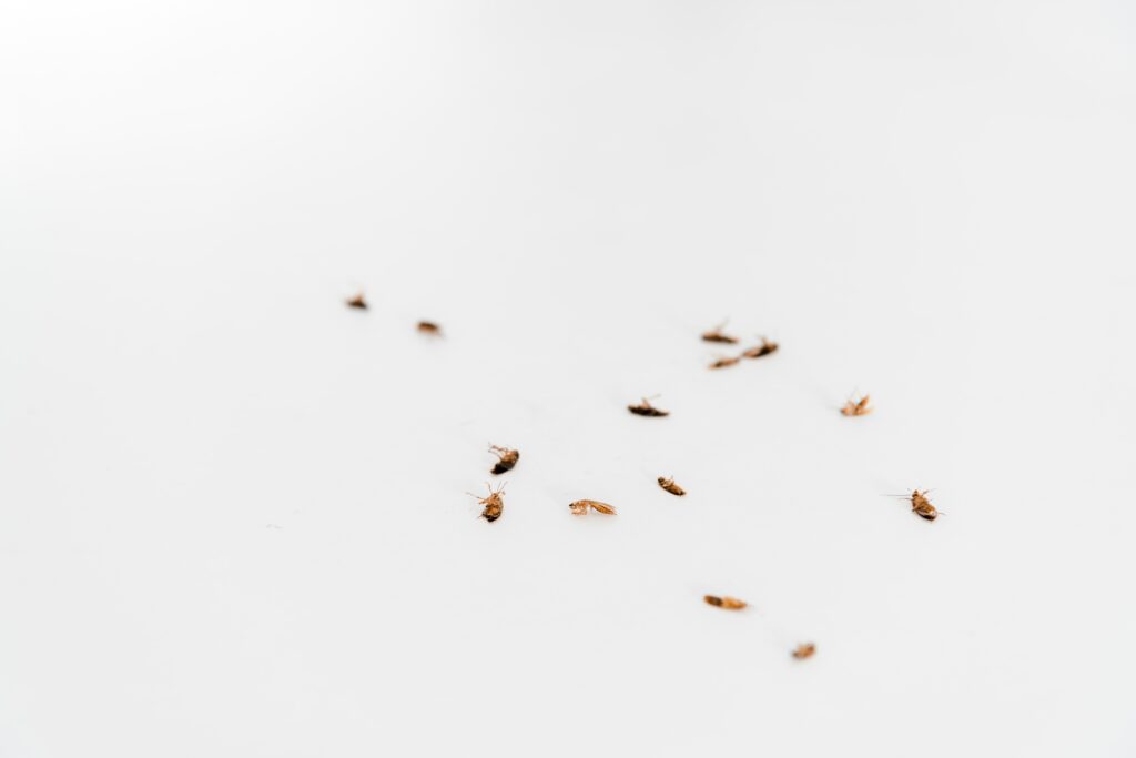 selective-focus-of-dead-cockroaches-isolated-on-wh-min