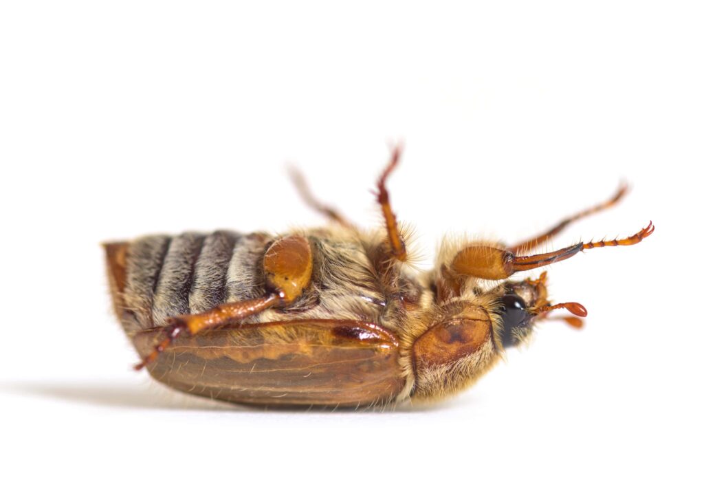 summer-chafer-upside-down-european-june-beetle-a-min