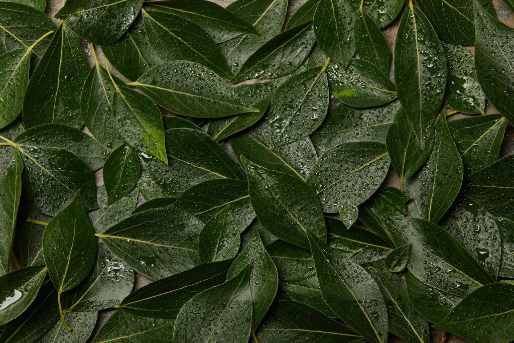 top-view-of-wet-green-leaves-background-with-copy-min