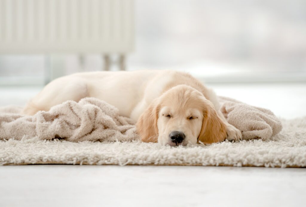 young-dog-sleeping-at-home-min