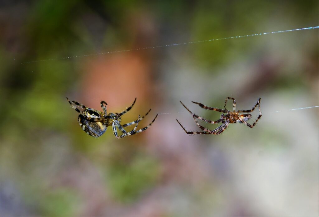 a-male-and-a-female-spider-min