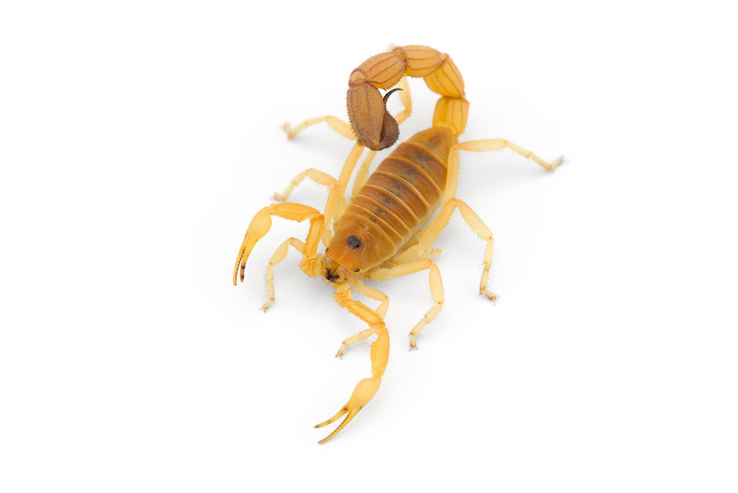african-venom-scorpion-isolated-on-white-backgroun-min