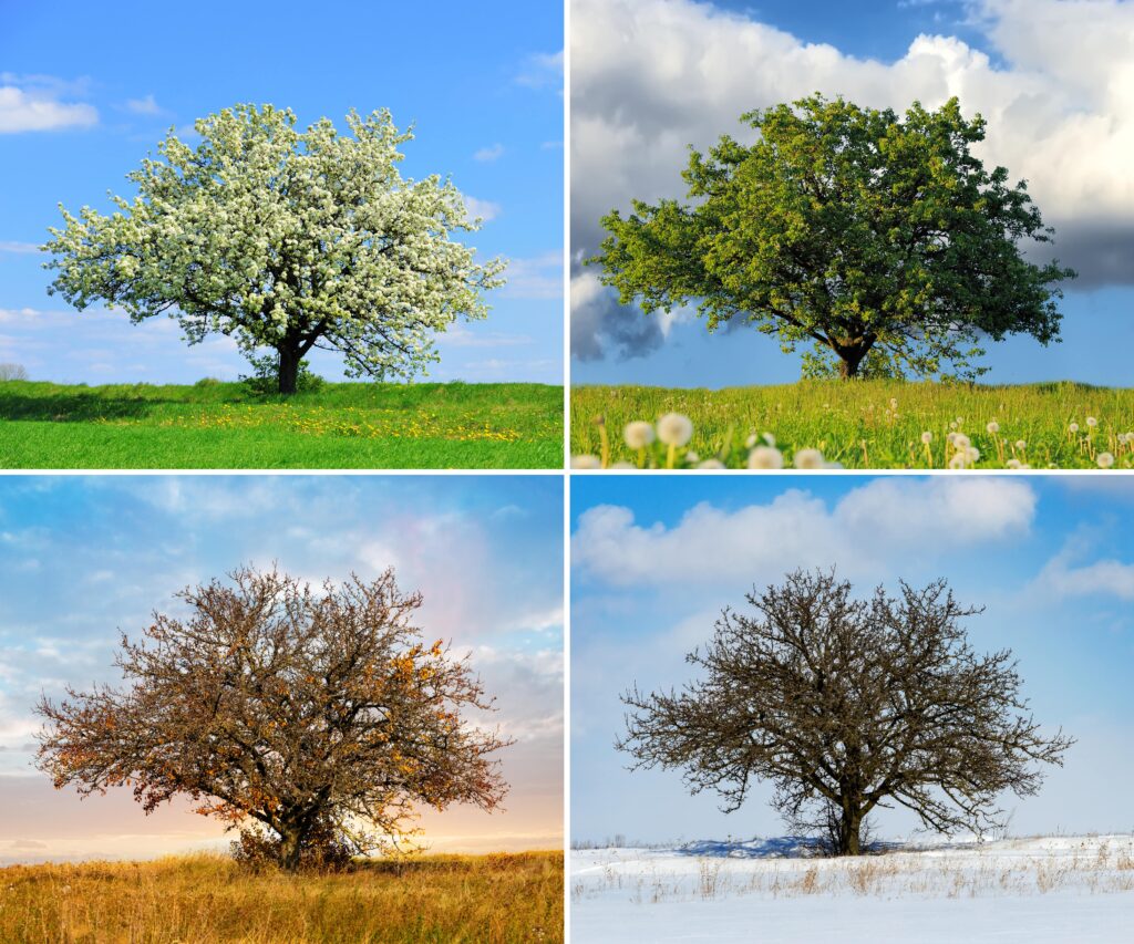 alone-tree-in-four-season-min