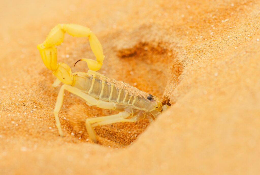arabian-scorpion-digging-a-burrow-min