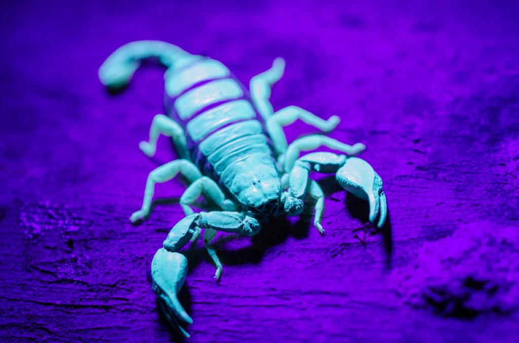 black-scorpion-close-up-with-uv-light-min