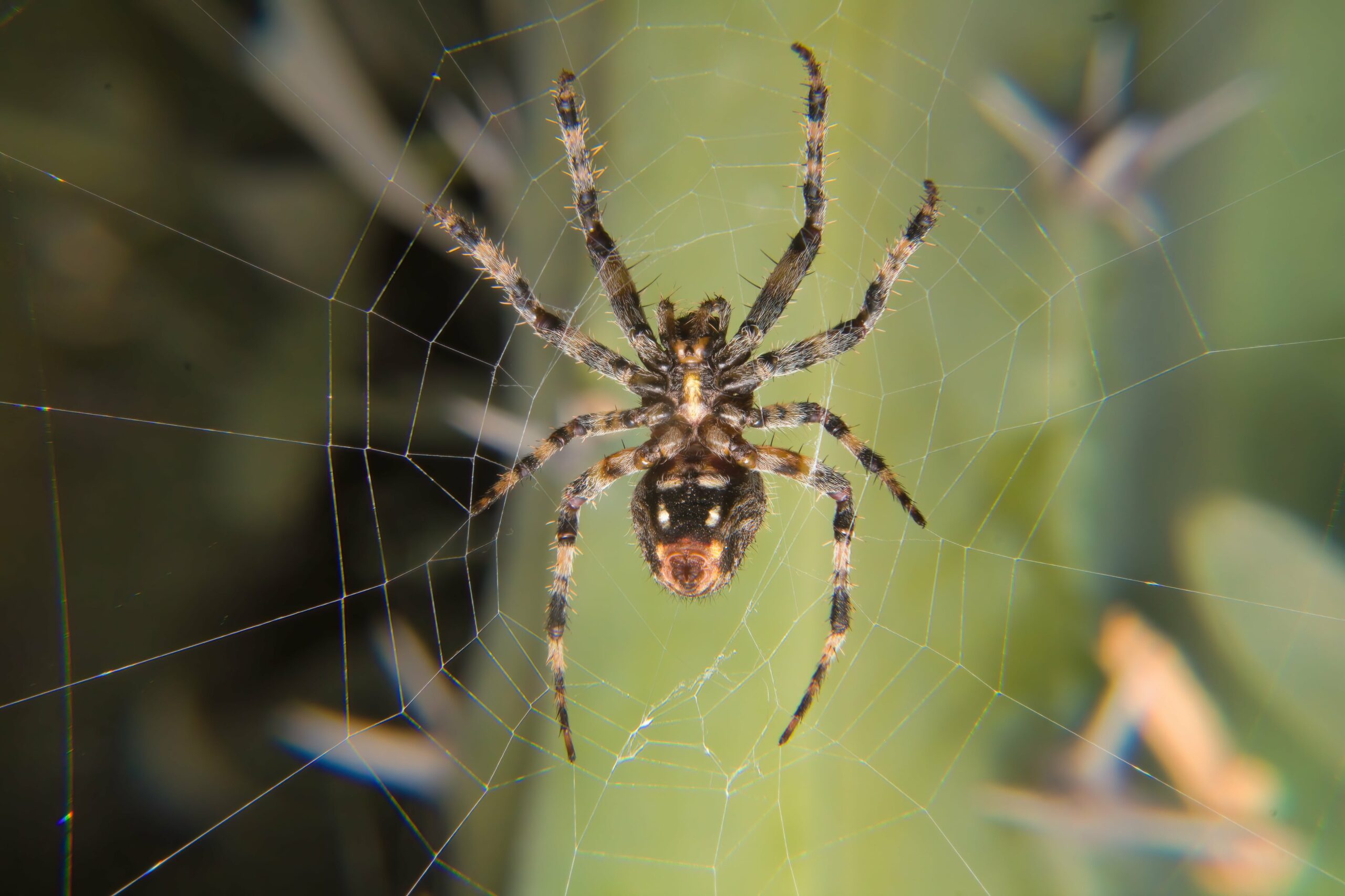 close-up-macro-shot-of-a-european-garden-spider-c-min