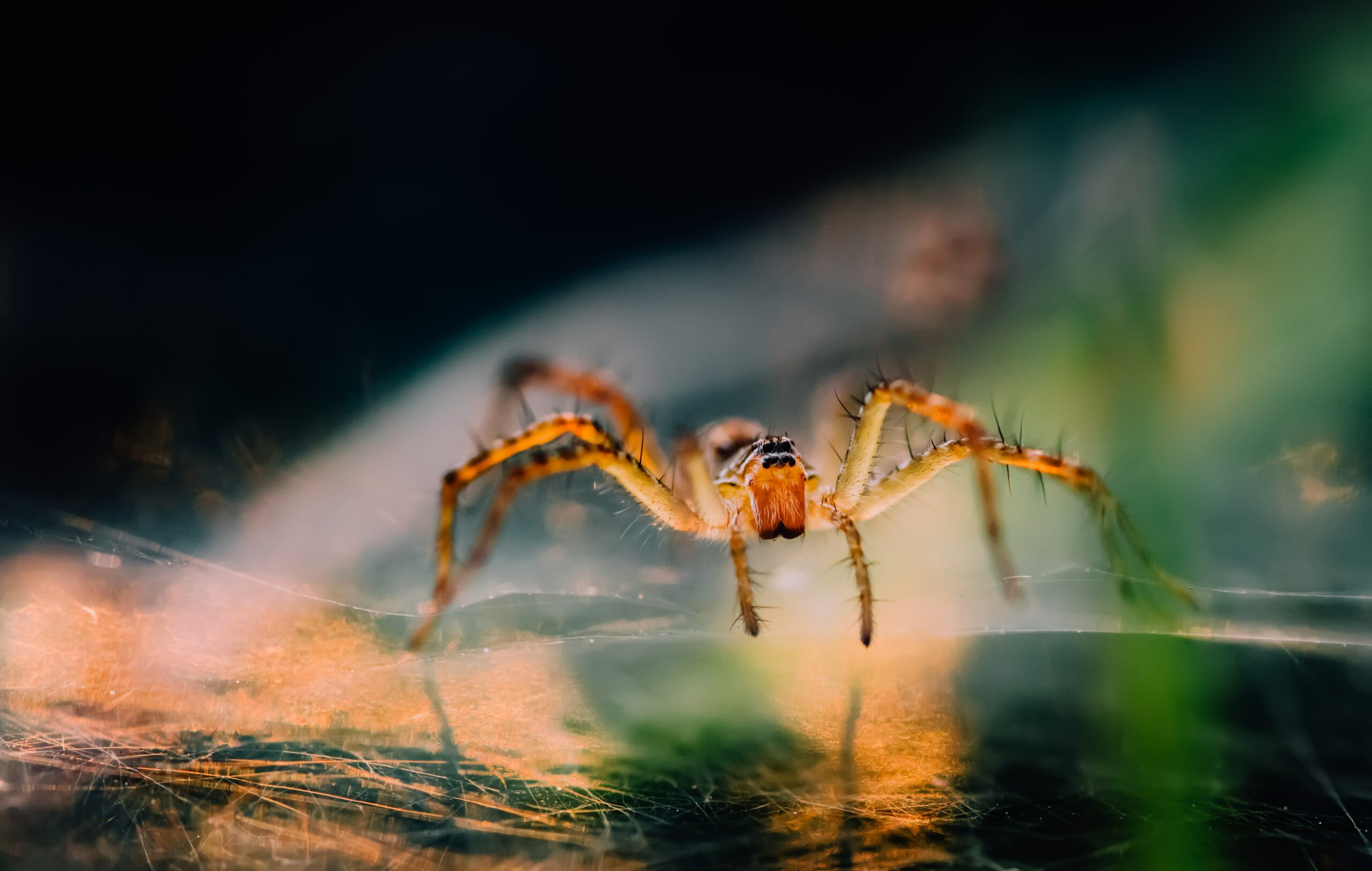 close-up-view-of-spider-in-the-morning-min