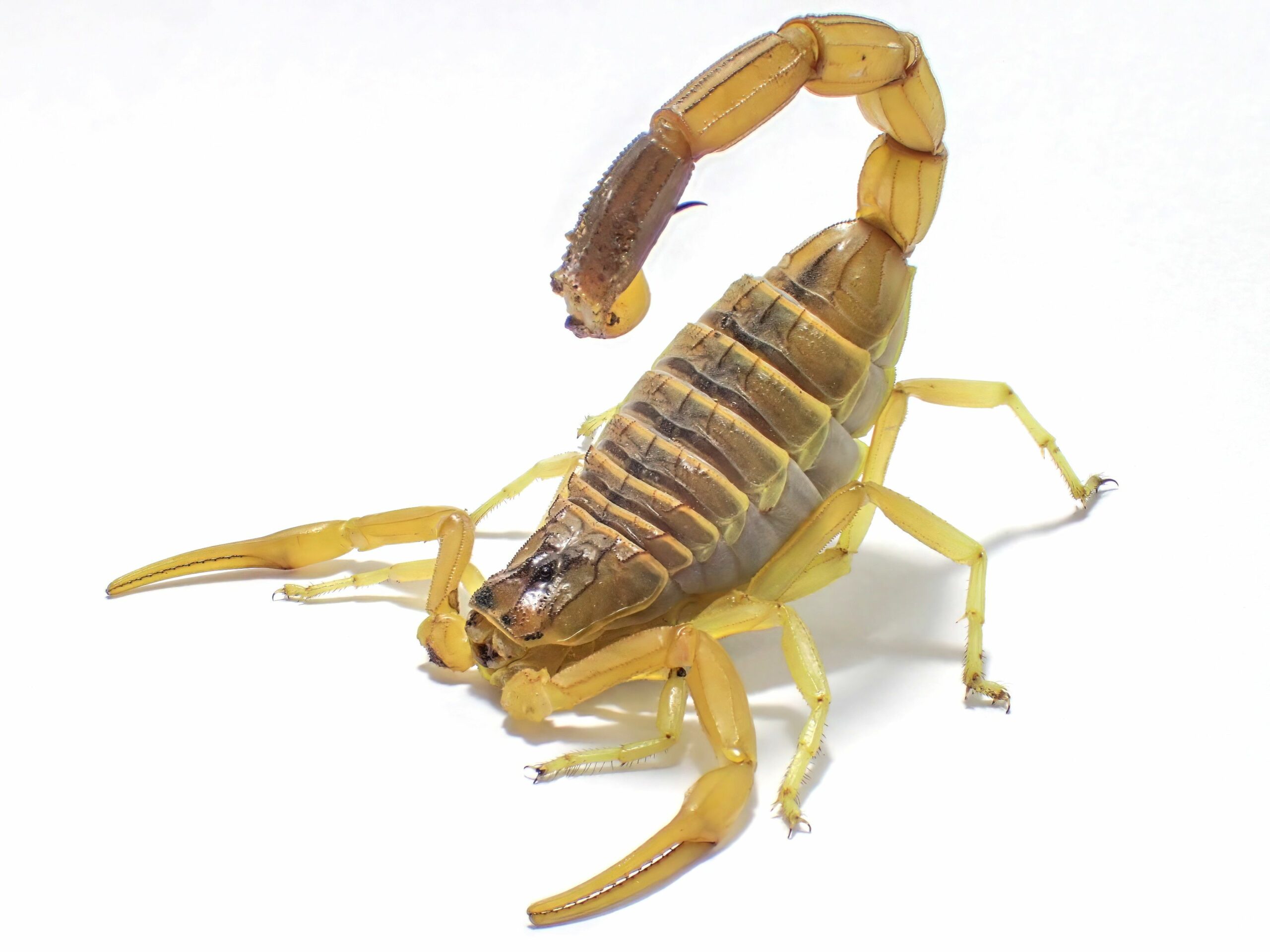 closeup-of-a-venomous-scorpion-on-a-white-backgrou-min