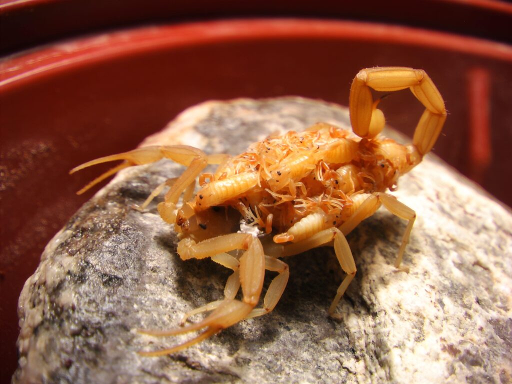 closeup-of-arizona-bark-scorpion-on-a-rock-with-ba-min