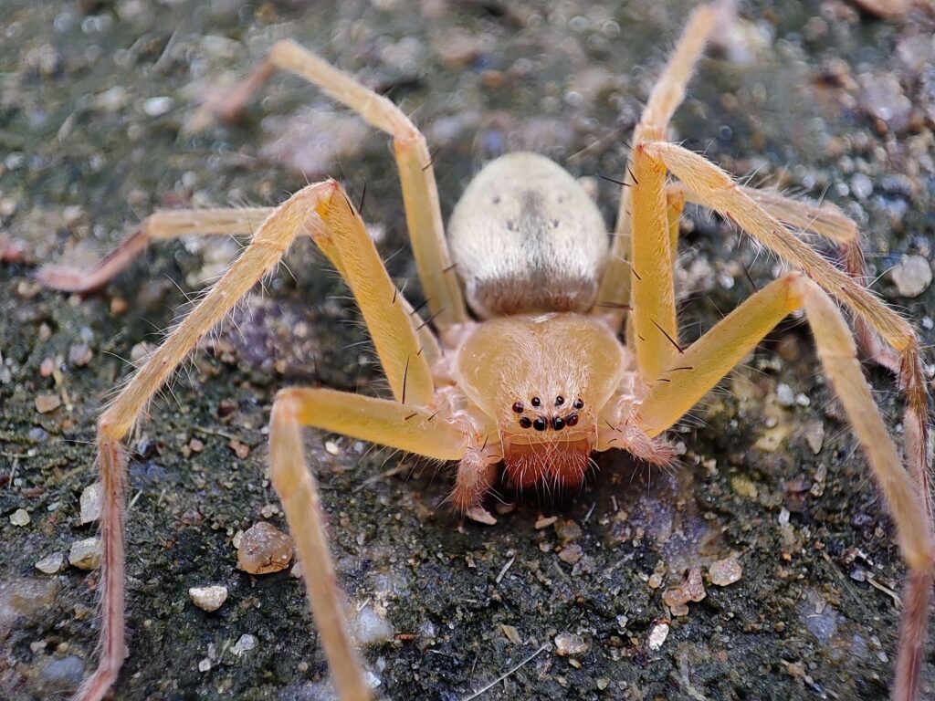 closeup-shot-of-a-brown-recluse-spider-on-the-soil-min