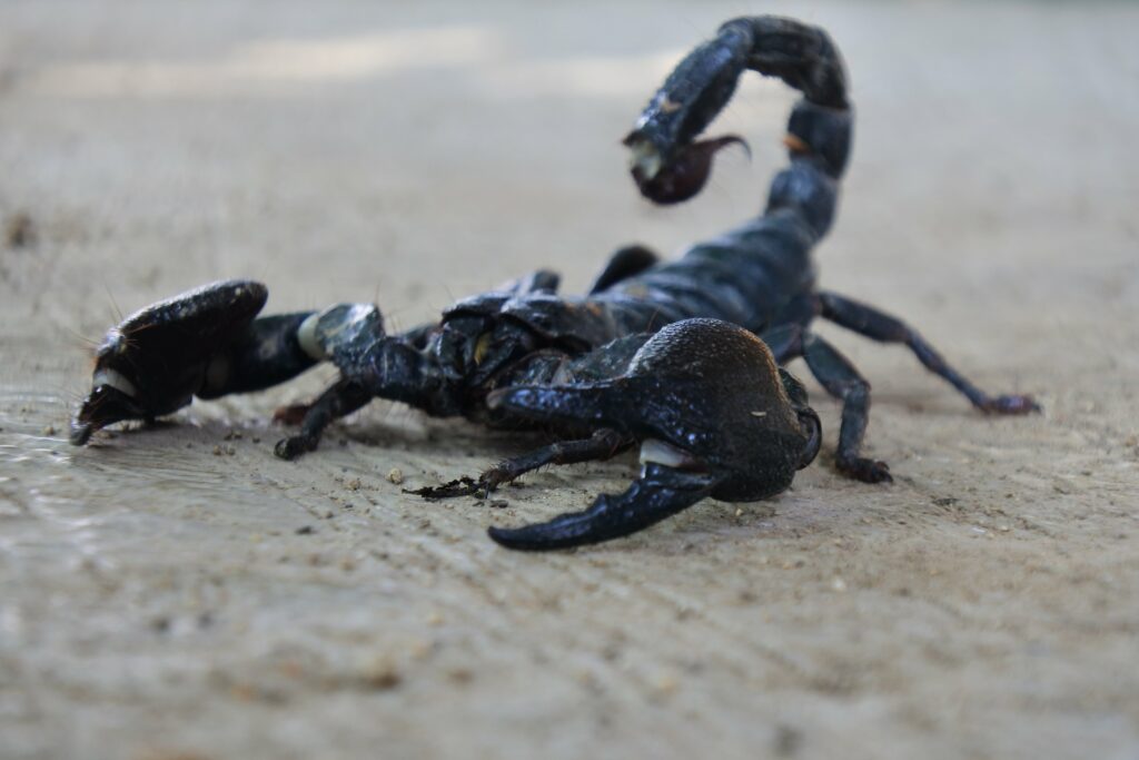 closeup-shot-of-a-poisonous-black-scorpion-on-a-ro-min