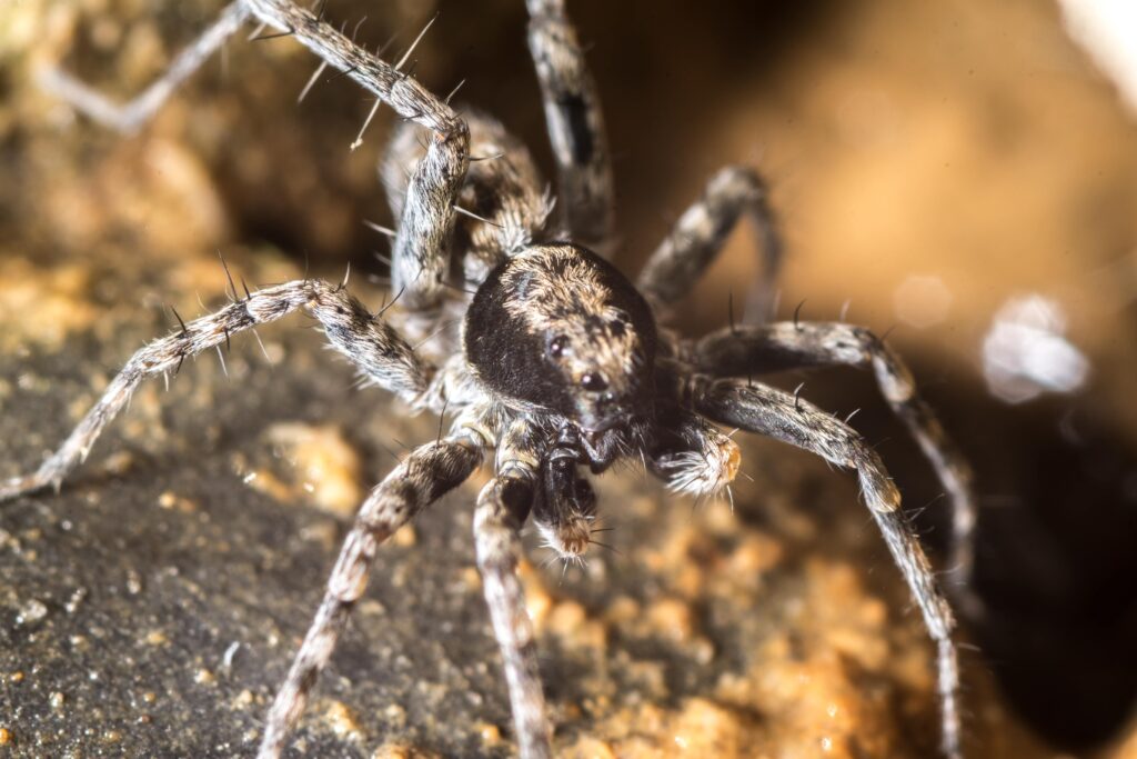 closeup-shot-of-a-spider-on-a-rock-texture-min