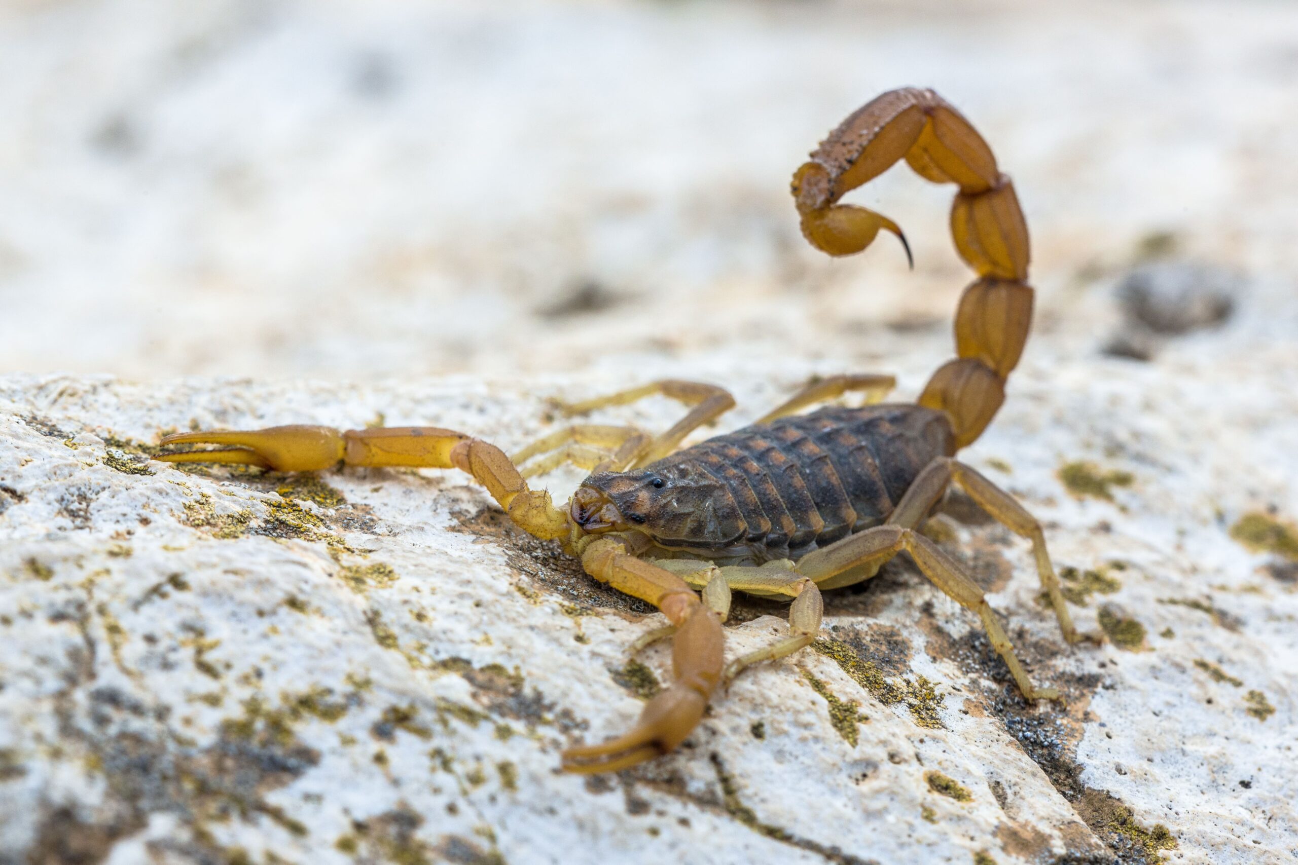 common-yellow-scorpion-min