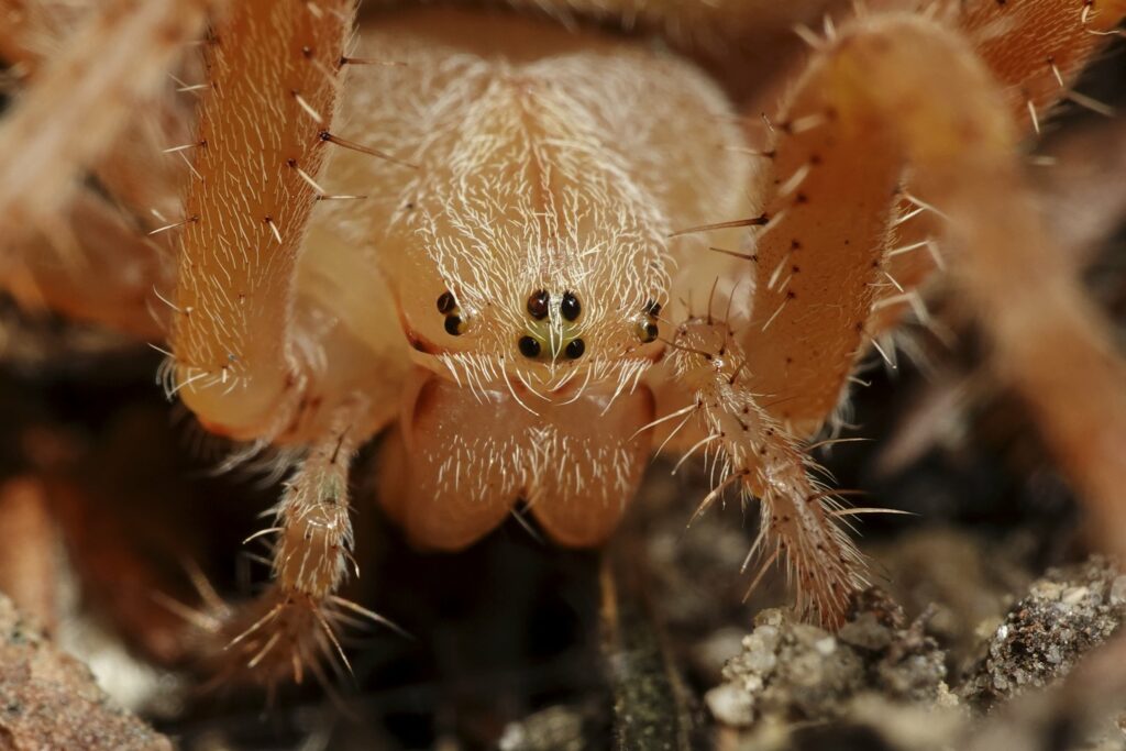 cross-spider-araneus-diadematus-min