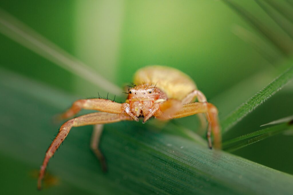 cute-small-spider-in-its-habitat-min