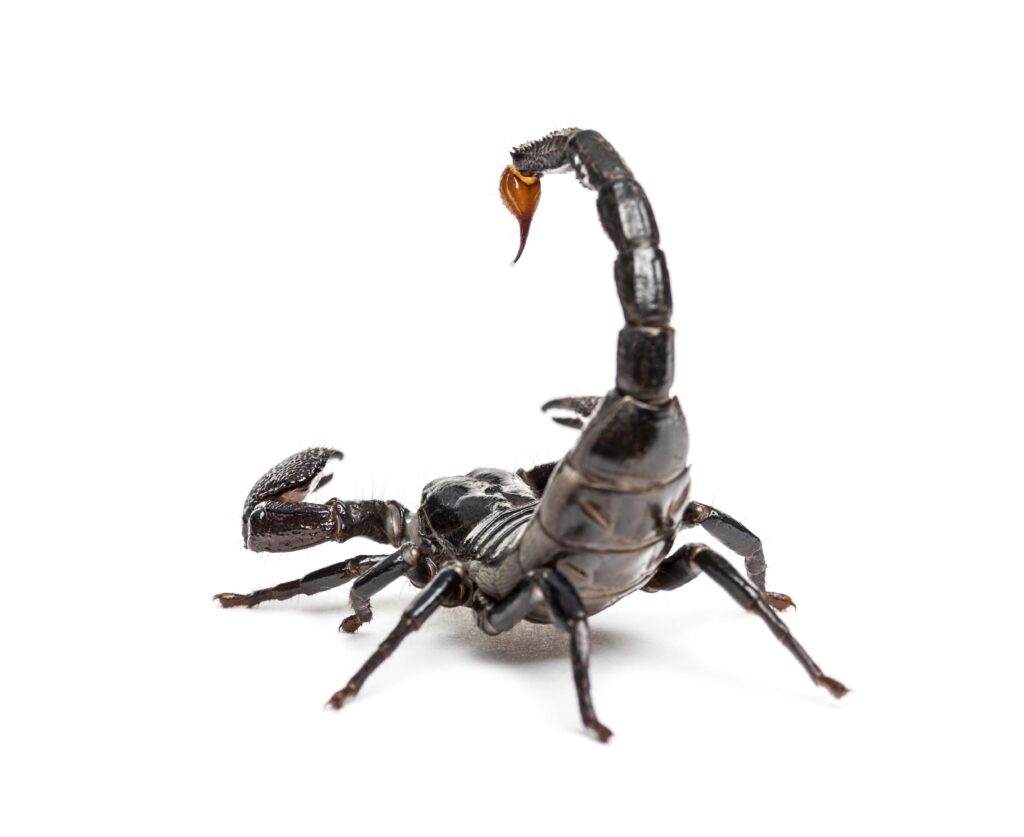 drop-of-venom-on-the-tail-of-a-emperor-scorpion-p-min