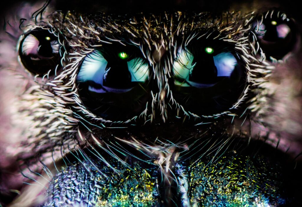 extreme-close-up-of-the-eyes-of-a-jumping-spider-min