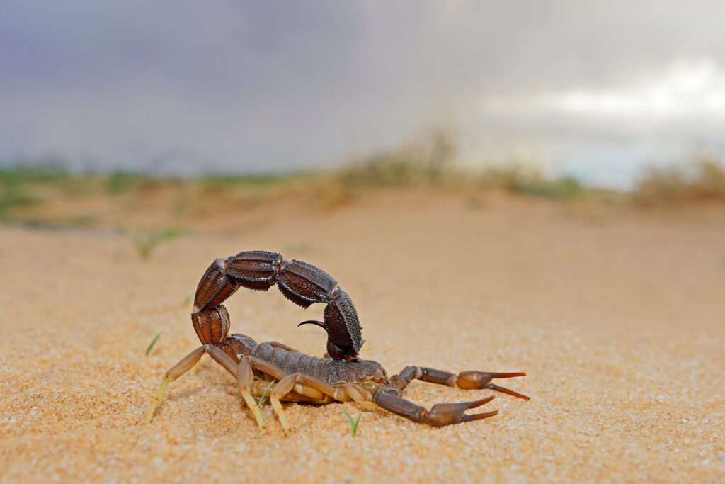 granulated-thick-tailed-scorpion-parabuthus-granu-min