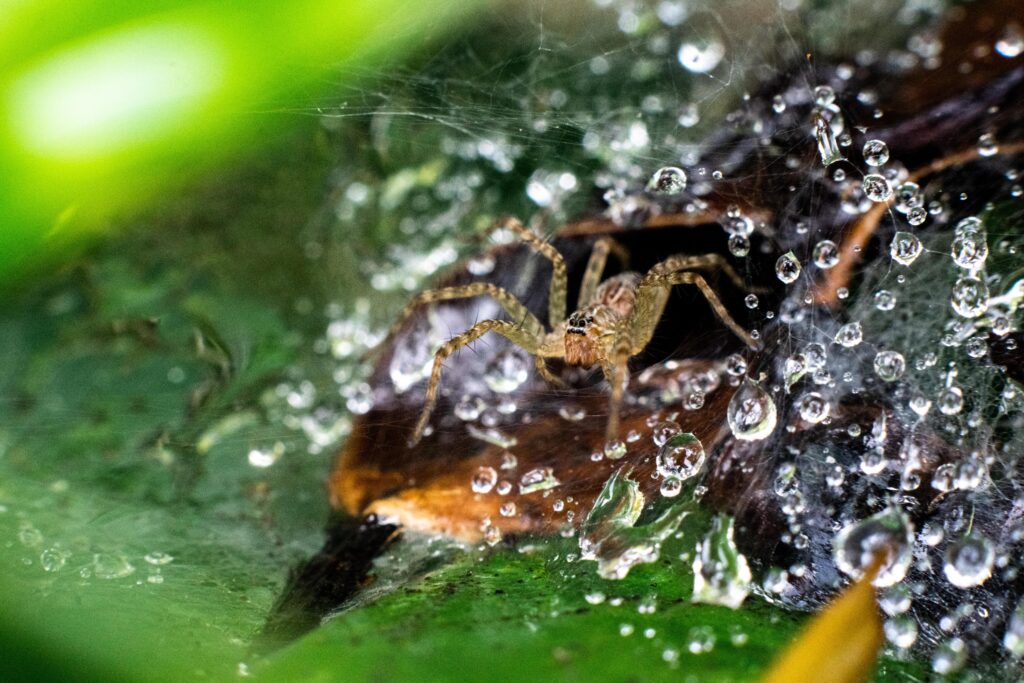 macro-photo-of-a-spider-on-a-web-on-a-green-backgr-min