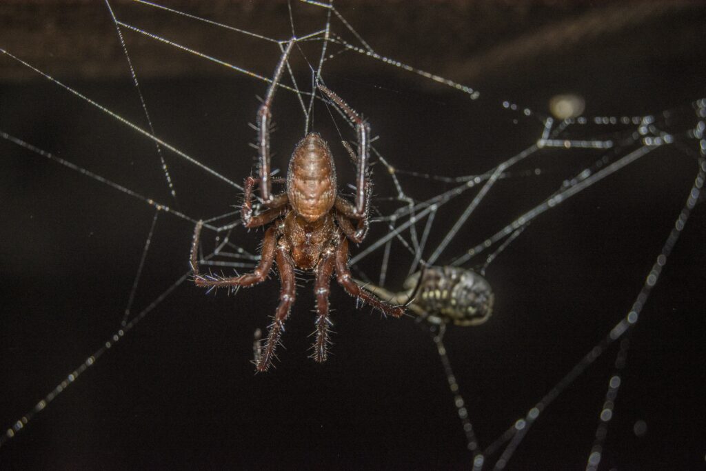 macro-shot-of-a-spider-on-a-web-min