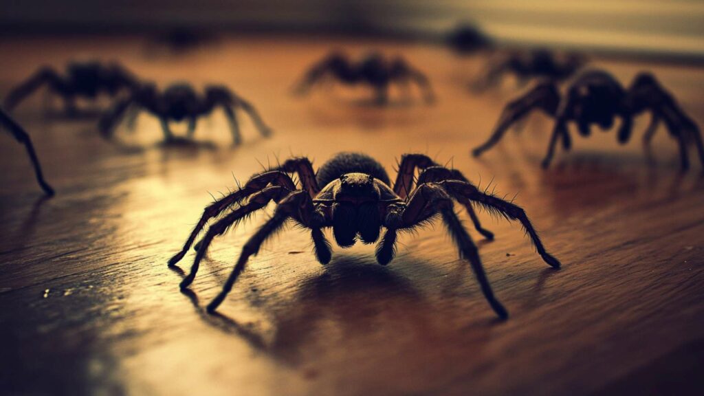 macro-shot-of-a-trochosa-spider-wolf-spider-min