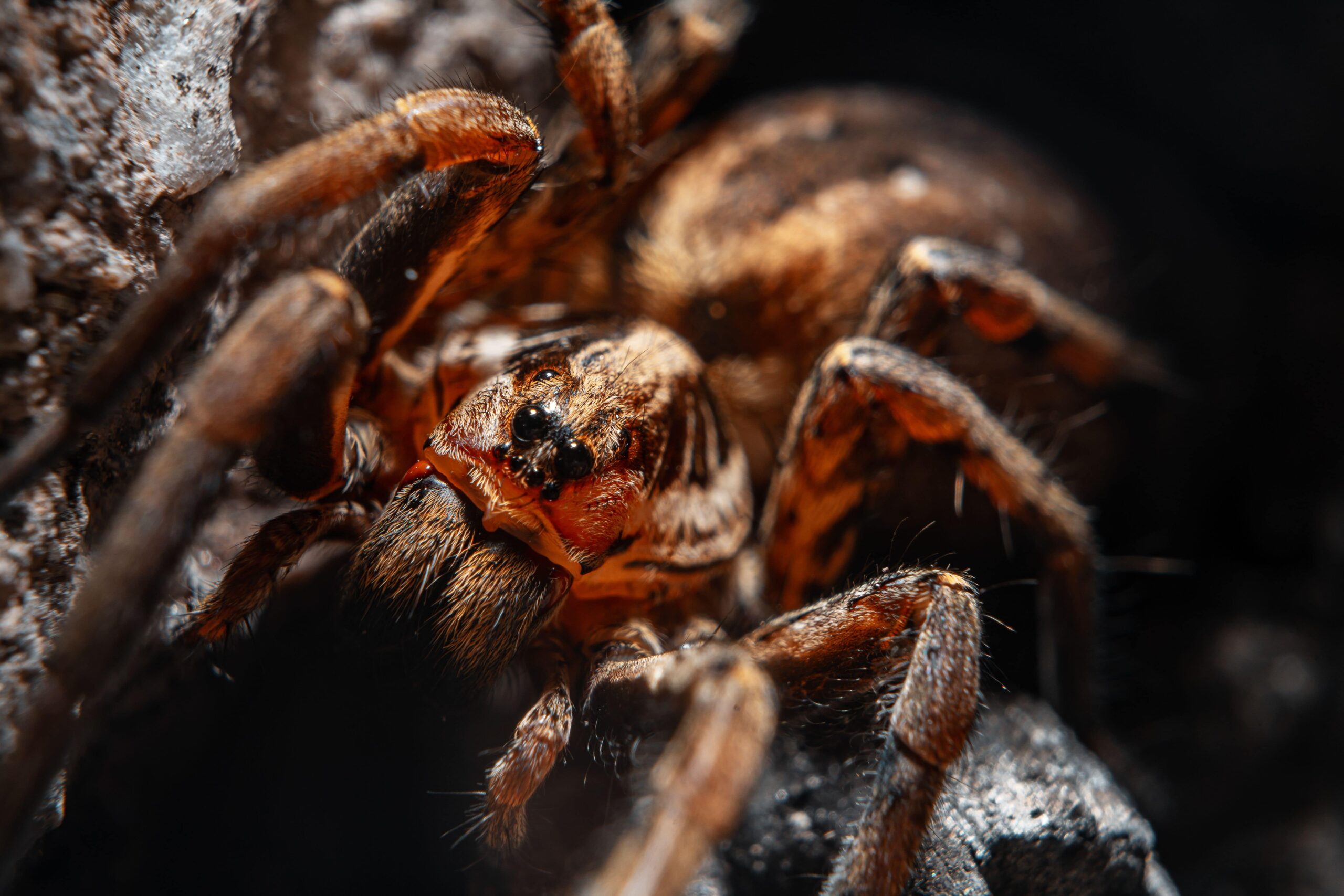 Are wolf spiders in Texas poisonous? - Natran Green Pest Control |  Botanical Texas Pest Control