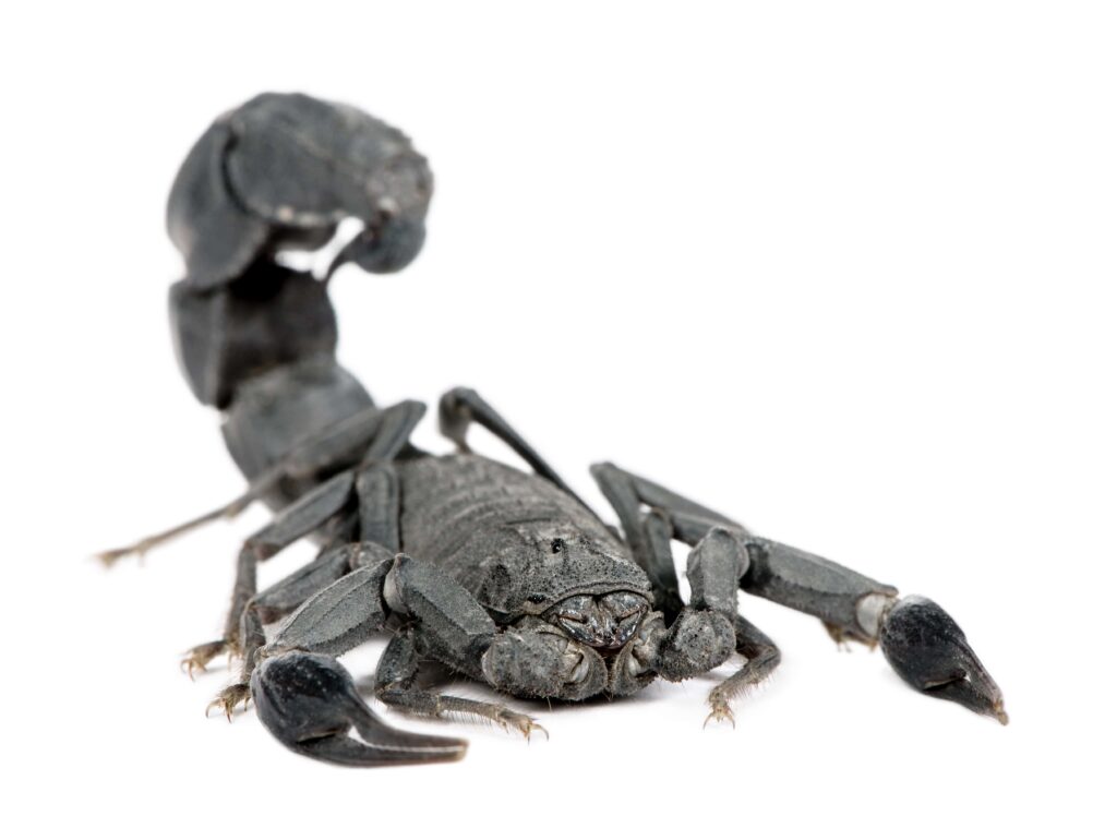 scorpion-androctonus-mauretanicus-min