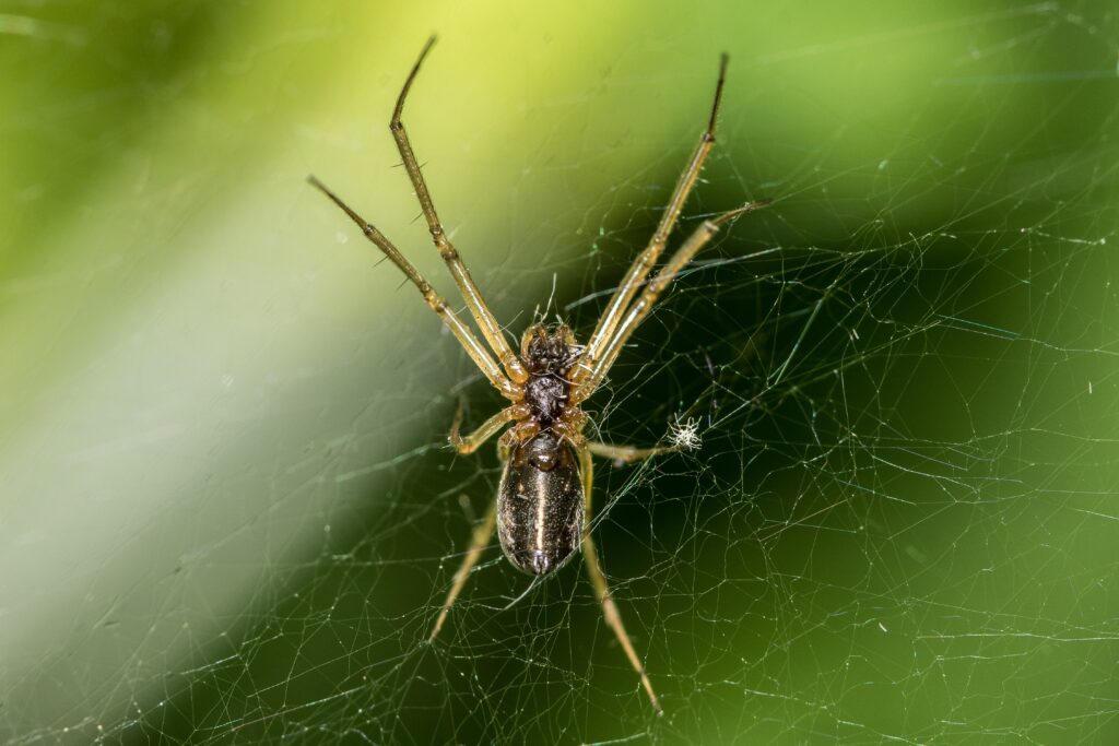 selective-focus-shot-of-a-spider-on-its-web-min