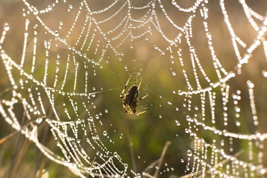 spider-droplet-web-min