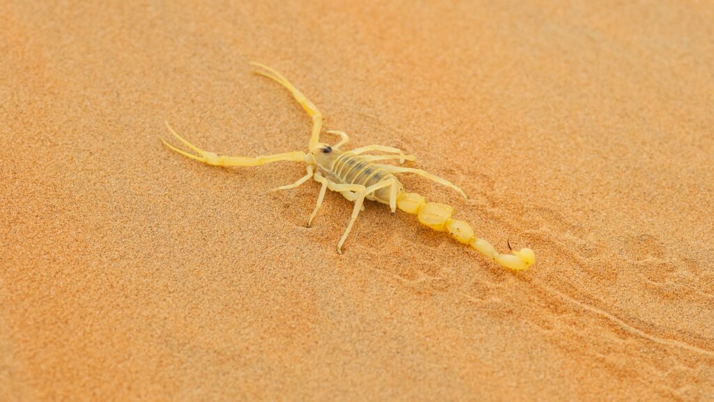 venomous-arabian-scorpion-min