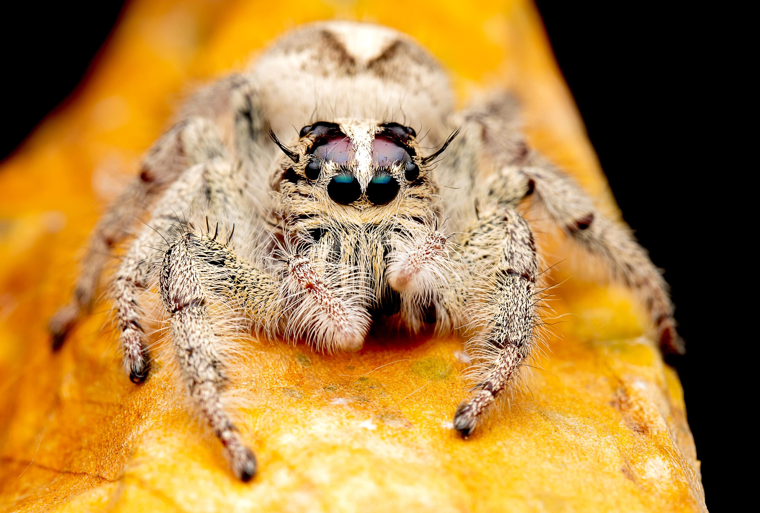 wild-female-jumping-spider-with-white-and-cream-co-min