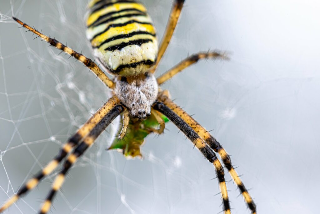 yellow-black-crab-spider-on-blurred-background-co-min