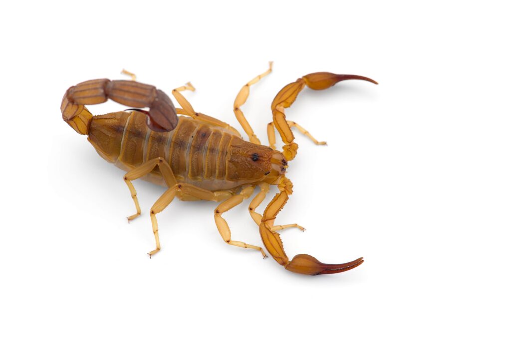 yellow-deadly-dangerous-scorpion-top-view-isolated-min