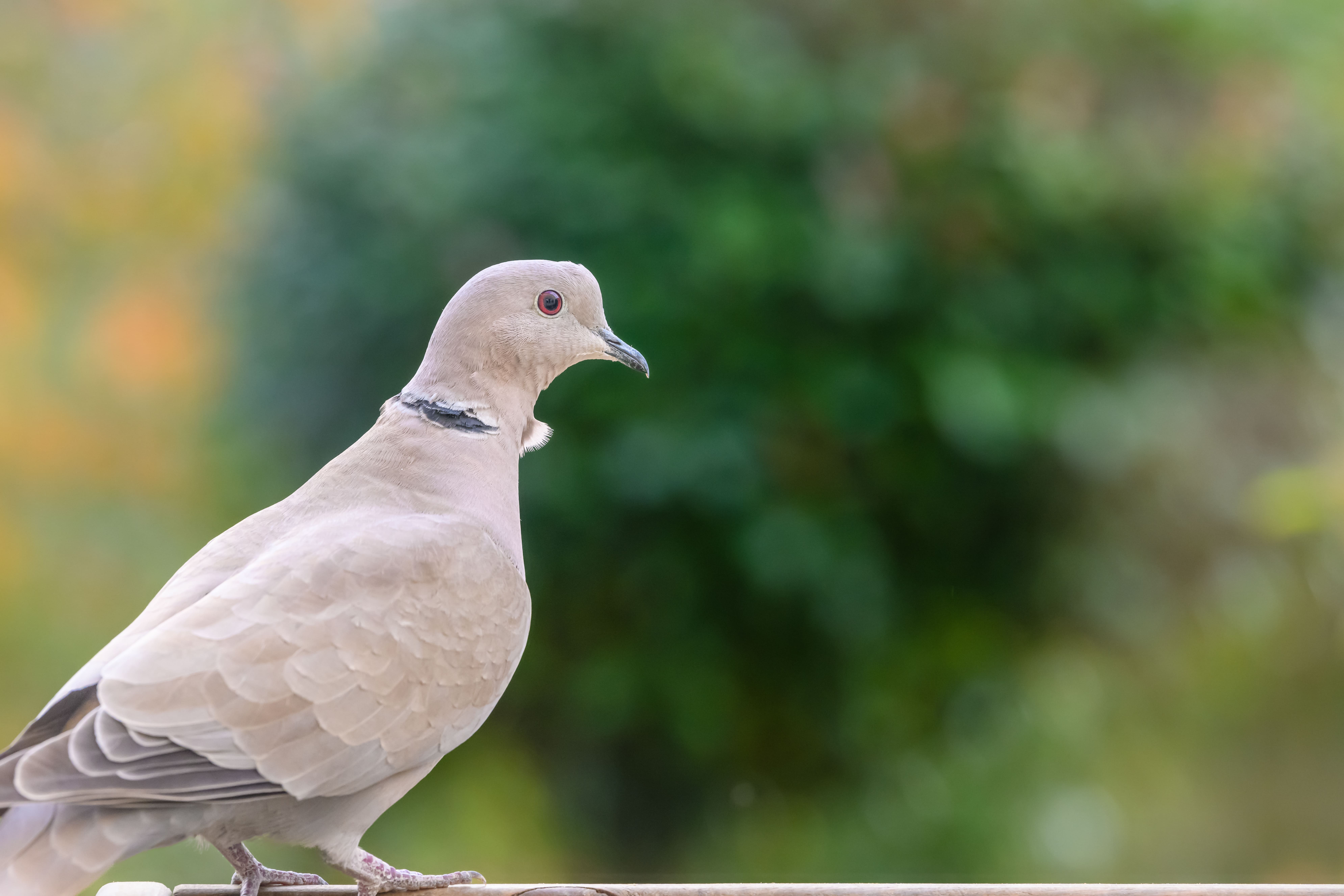 a-collared-dove-perched-on-a-garden-bird-table-min