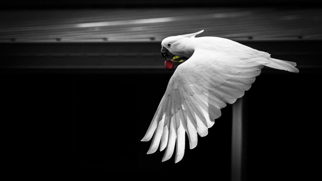 australian-white-cockatoo-flying-in-mid-air-wings-min