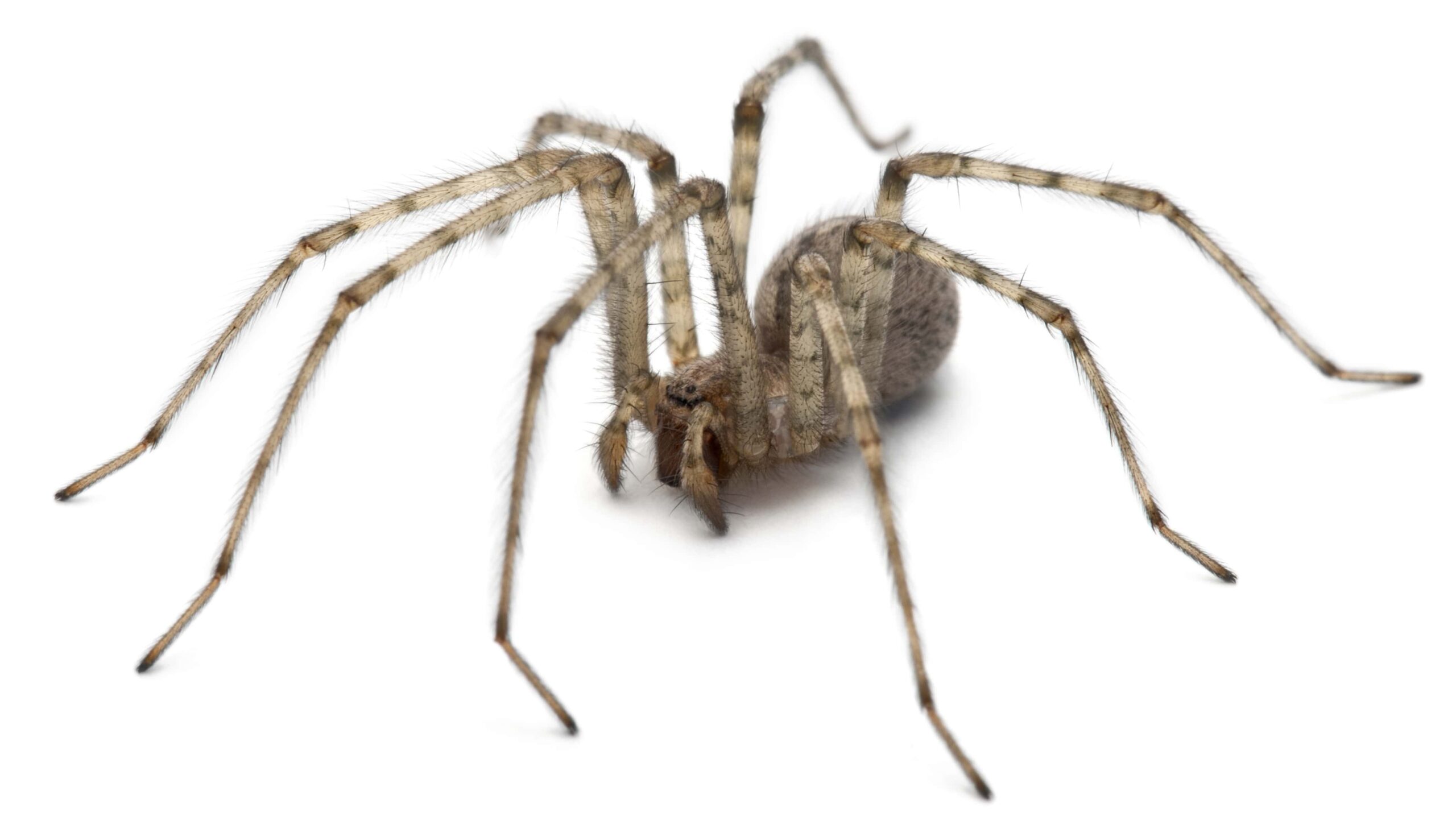 Meet the Arachnid That May Add a New Chapter to the Book on Sensory Biology  | The Scientist Magazine®