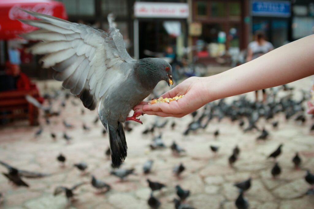 child-feeds-pigeon-with-corn-kernels-min