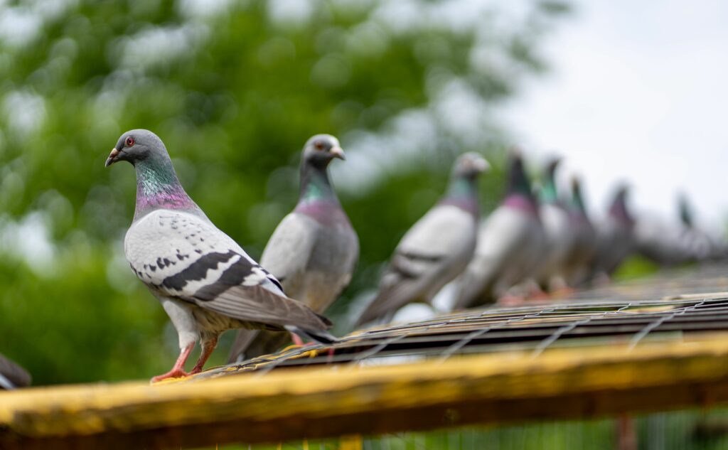 closeup-shot-of-two-feral-pigeons-with-blurred-bac-min