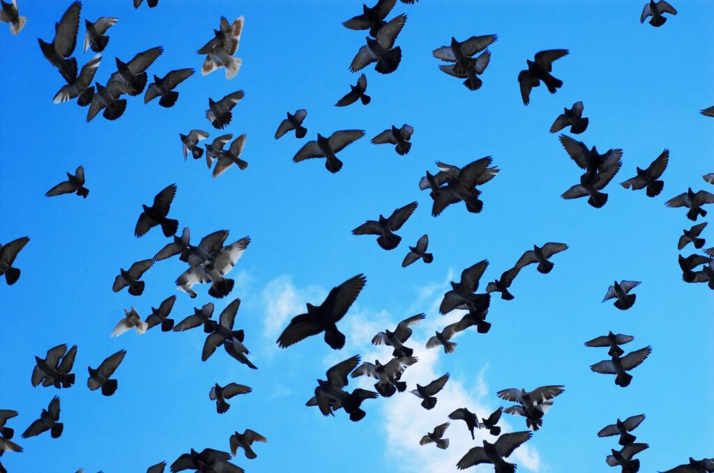 flying-pigeons-min