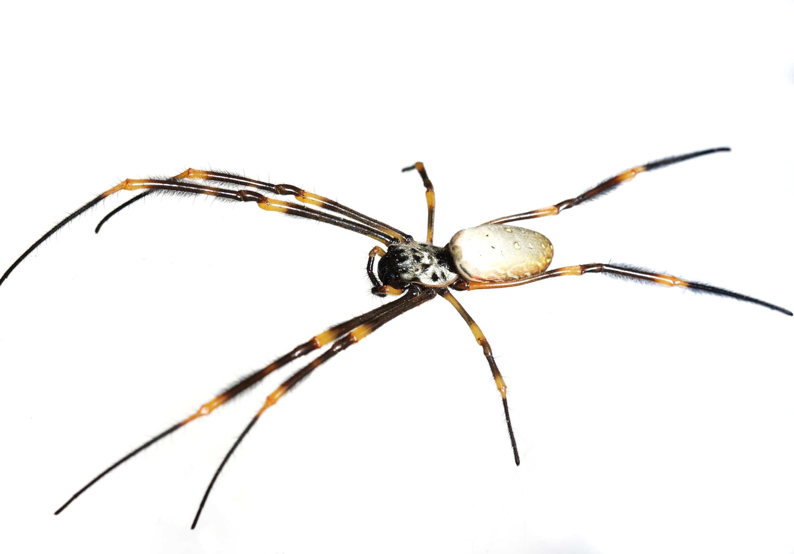 Nature curiosity: How do spiders make silk?