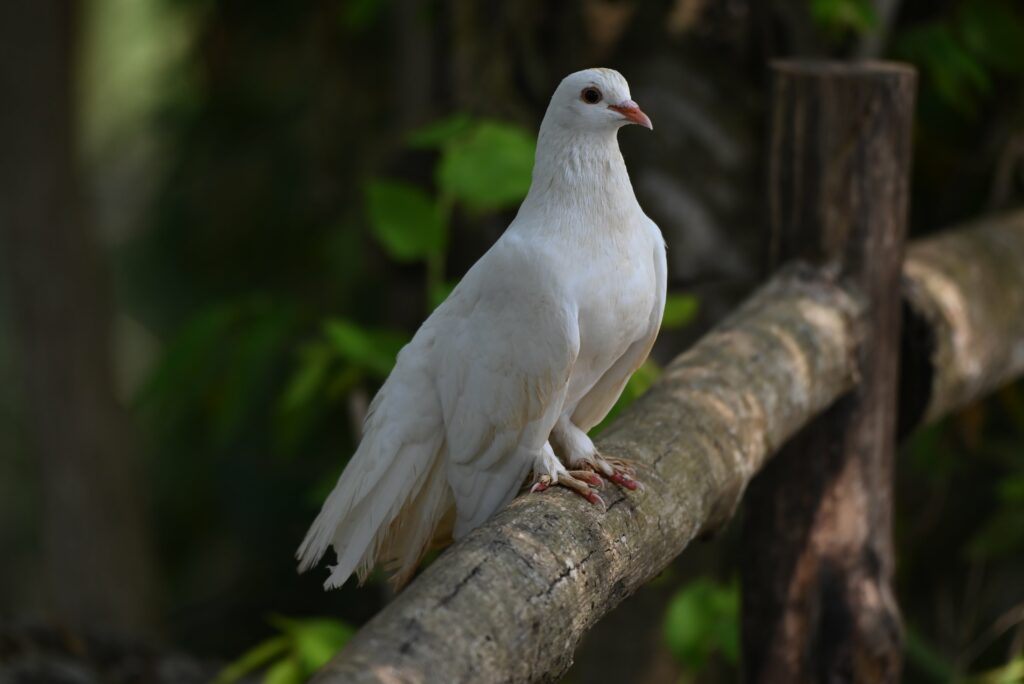 pigeon-perching-on-branch-the-domestic-pigeon-co-min